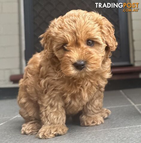 Cavoodle girl puppies