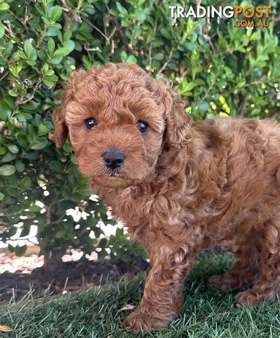 Cavoodle girl puppies