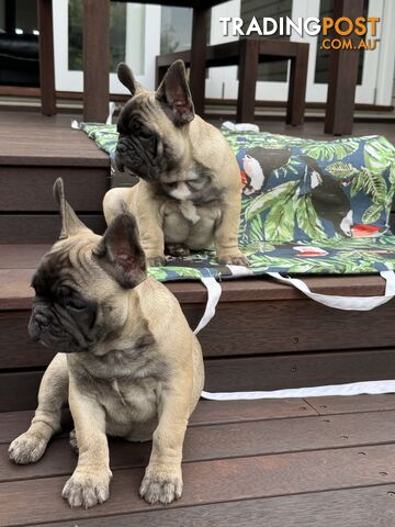 Adorable Purebred French Bulldogs