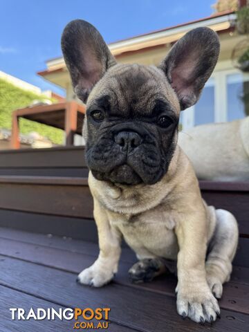 Adorable Purebred French Bulldogs