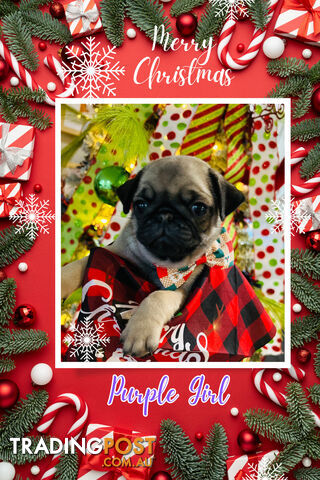 Pug Puppy- Ready for Christmas