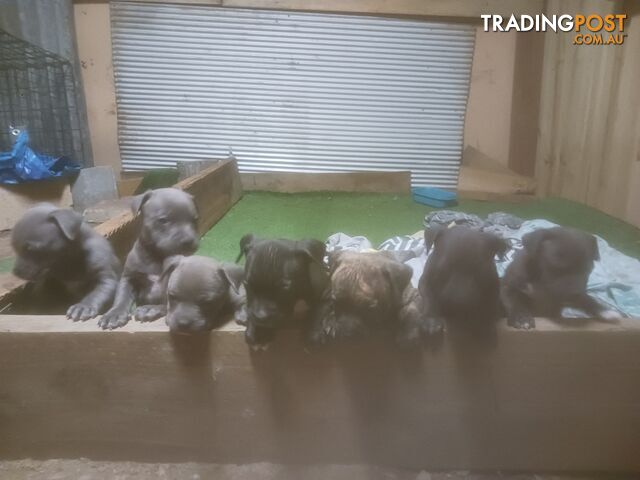 Staffie pups