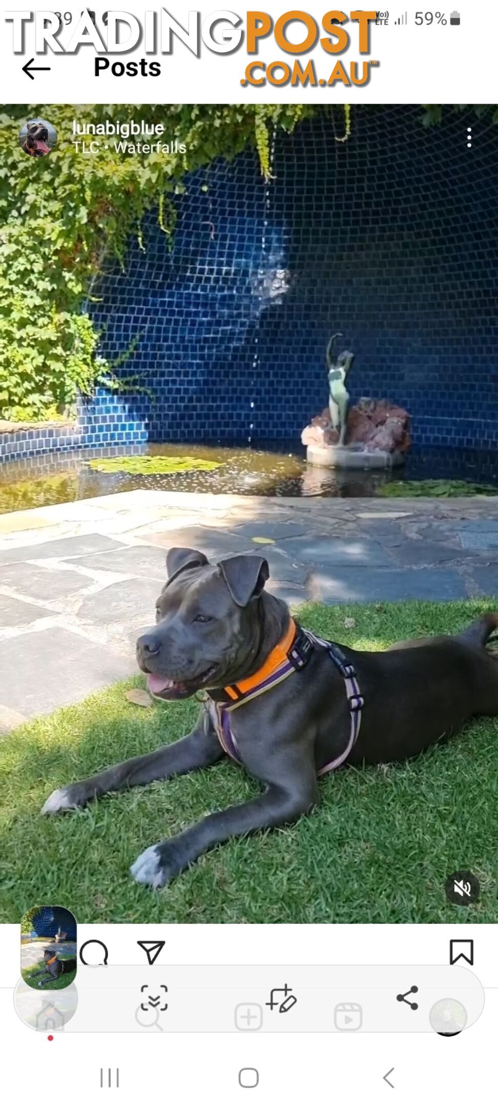 Staffie pups