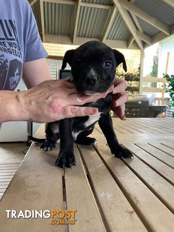 Staffie pups