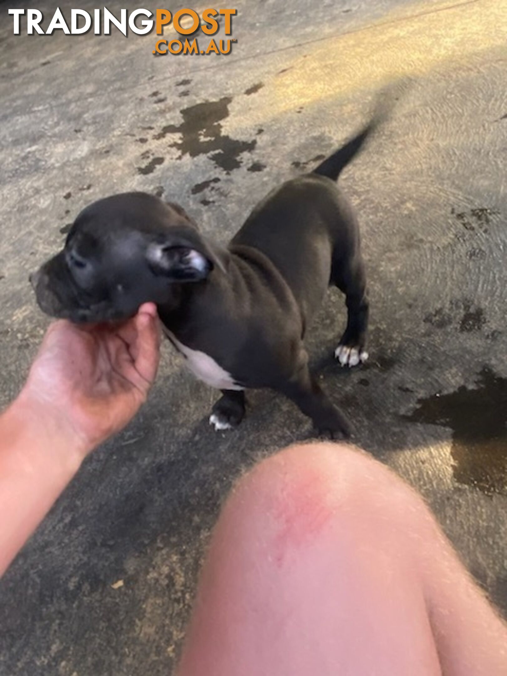 Staffie pups