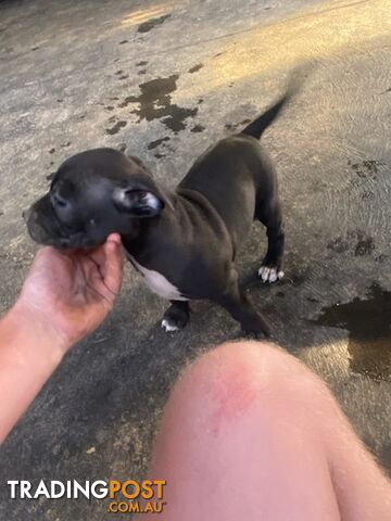 Staffie pups