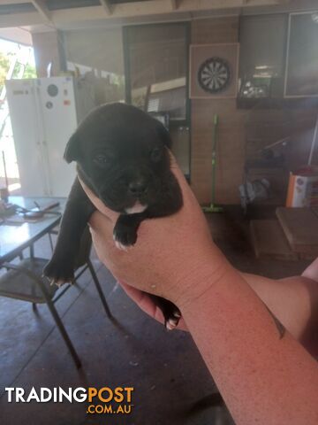 Staffie pups