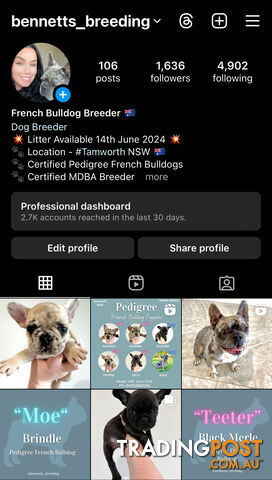 Pedigree Male Brindle French Bulldog Puppy