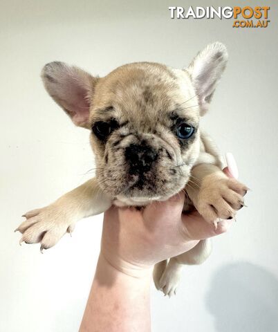 Pedigree French Bulldog Puppy Female RRP$5000