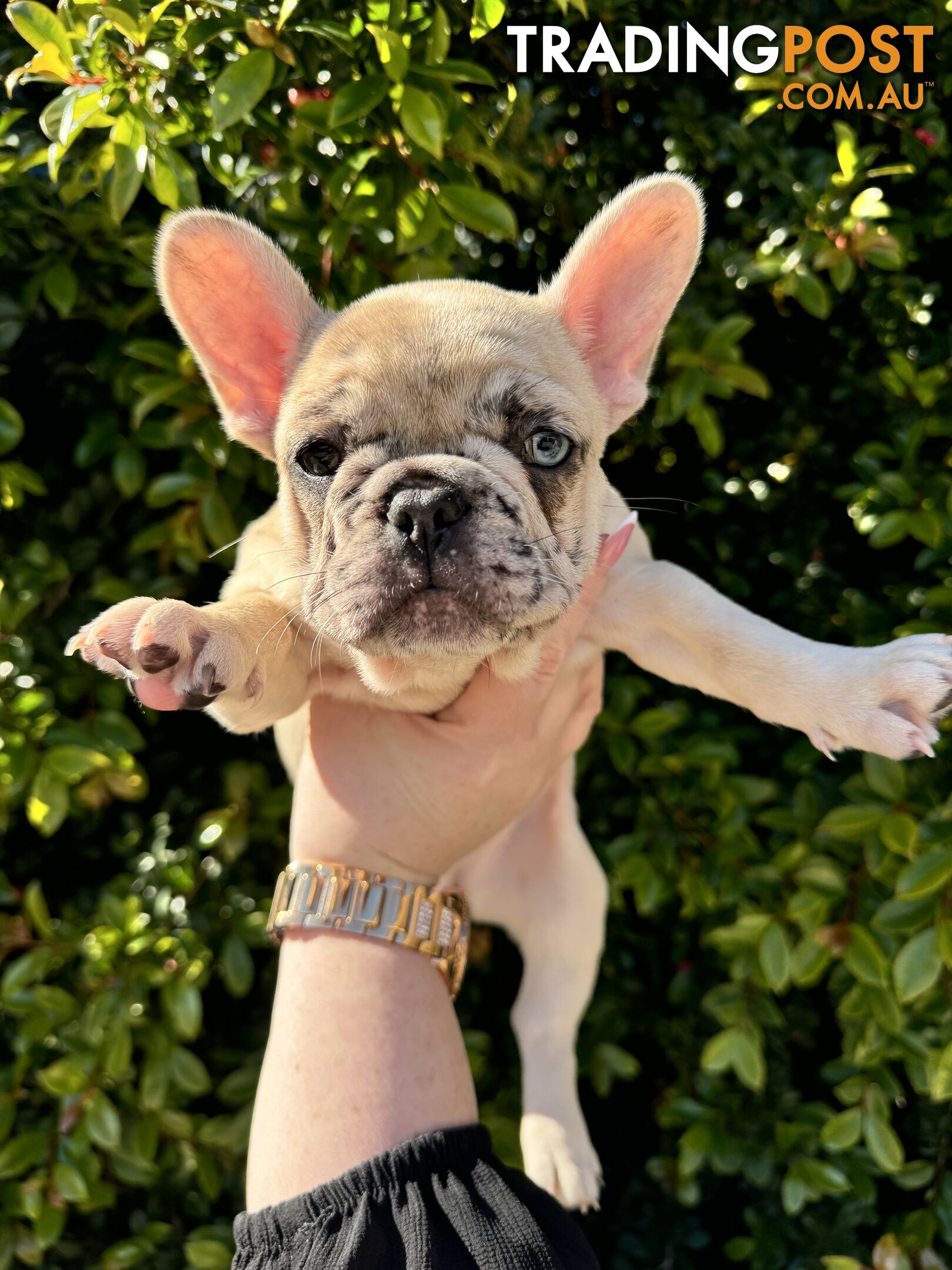 French Bulldog Puppies