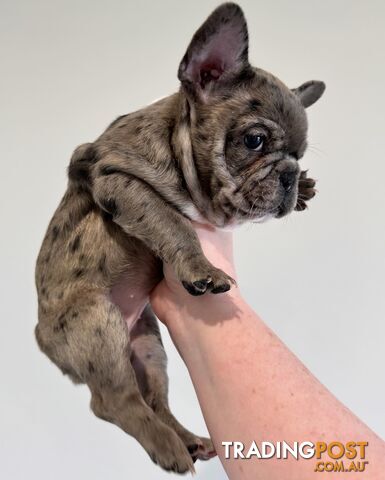 5 Certified Pedigree French Bulldog Puppies