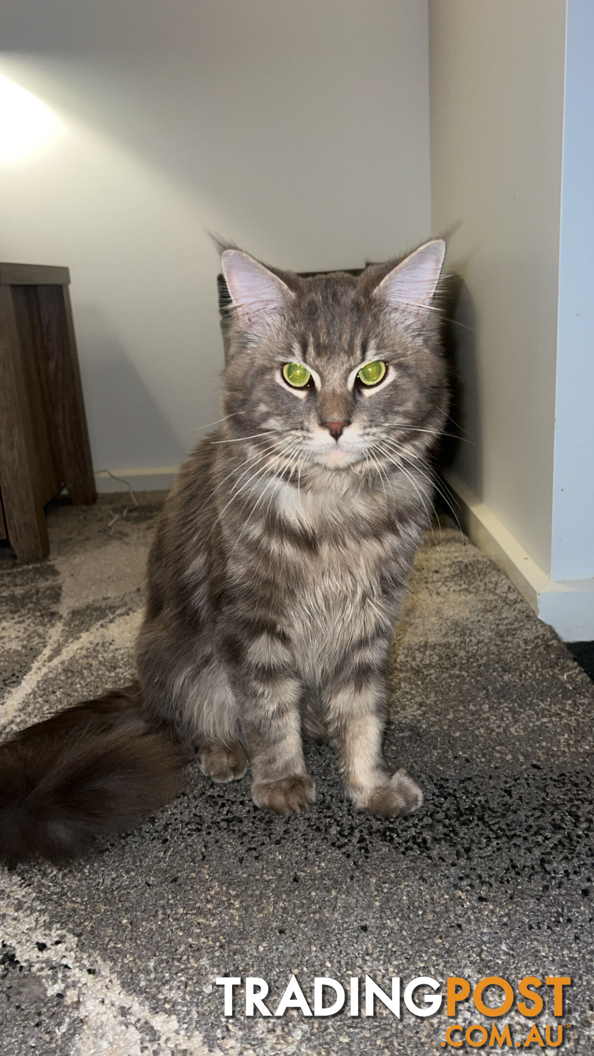 Maine coon male
