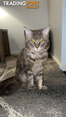 Maine coon male
