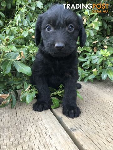 Kelpie x Poodle Puppies