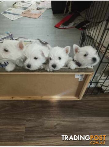 West Highland White Terrier (westie) 3 girls and 1 boy looking for Their forever home