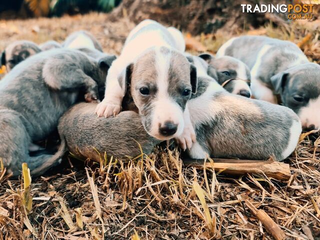 Pure-bred Whippet Puppies for Sale