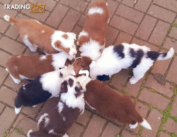 Border Collie Puppies