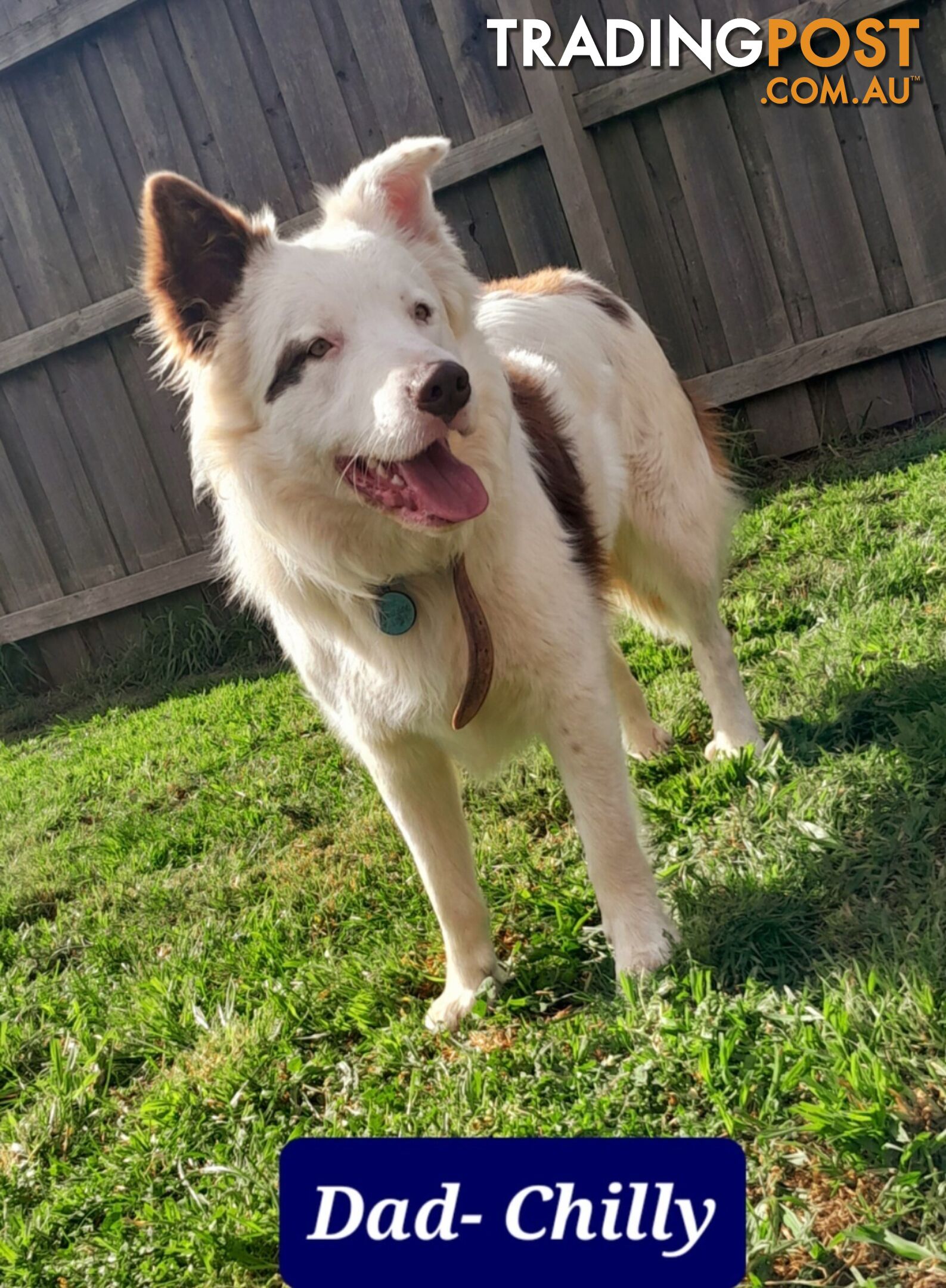 Border Collie Puppies