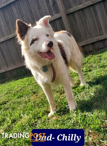 Border Collie Puppies