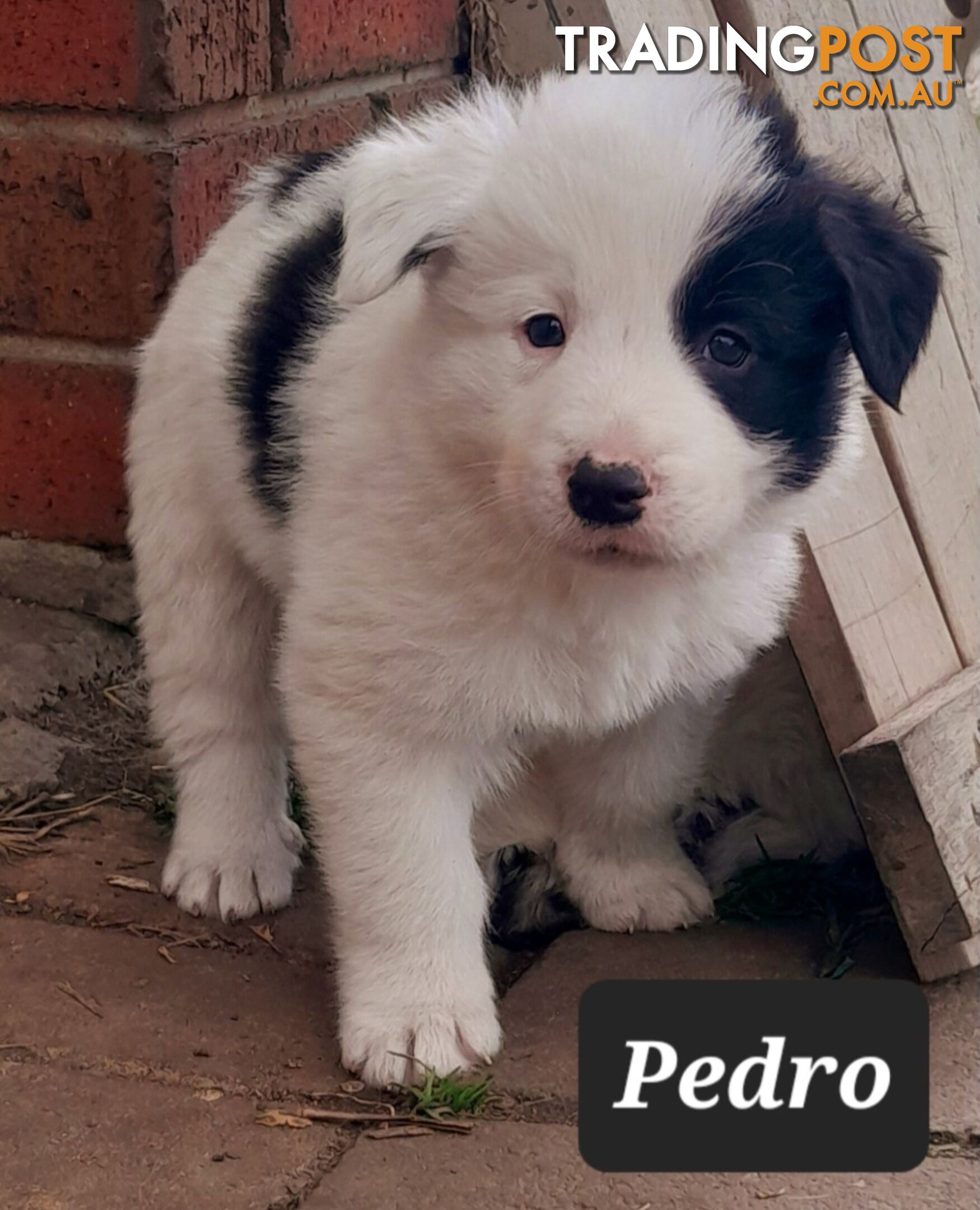 Border Collie Puppies