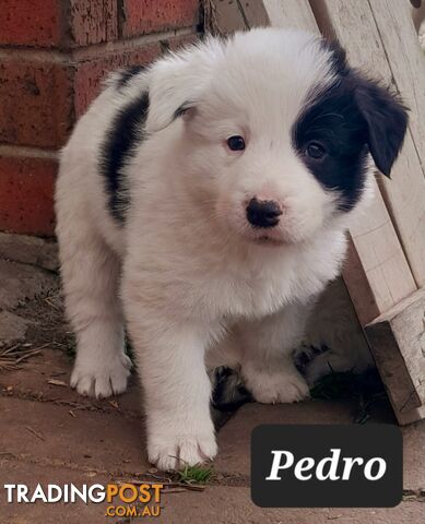 Border Collie Puppies