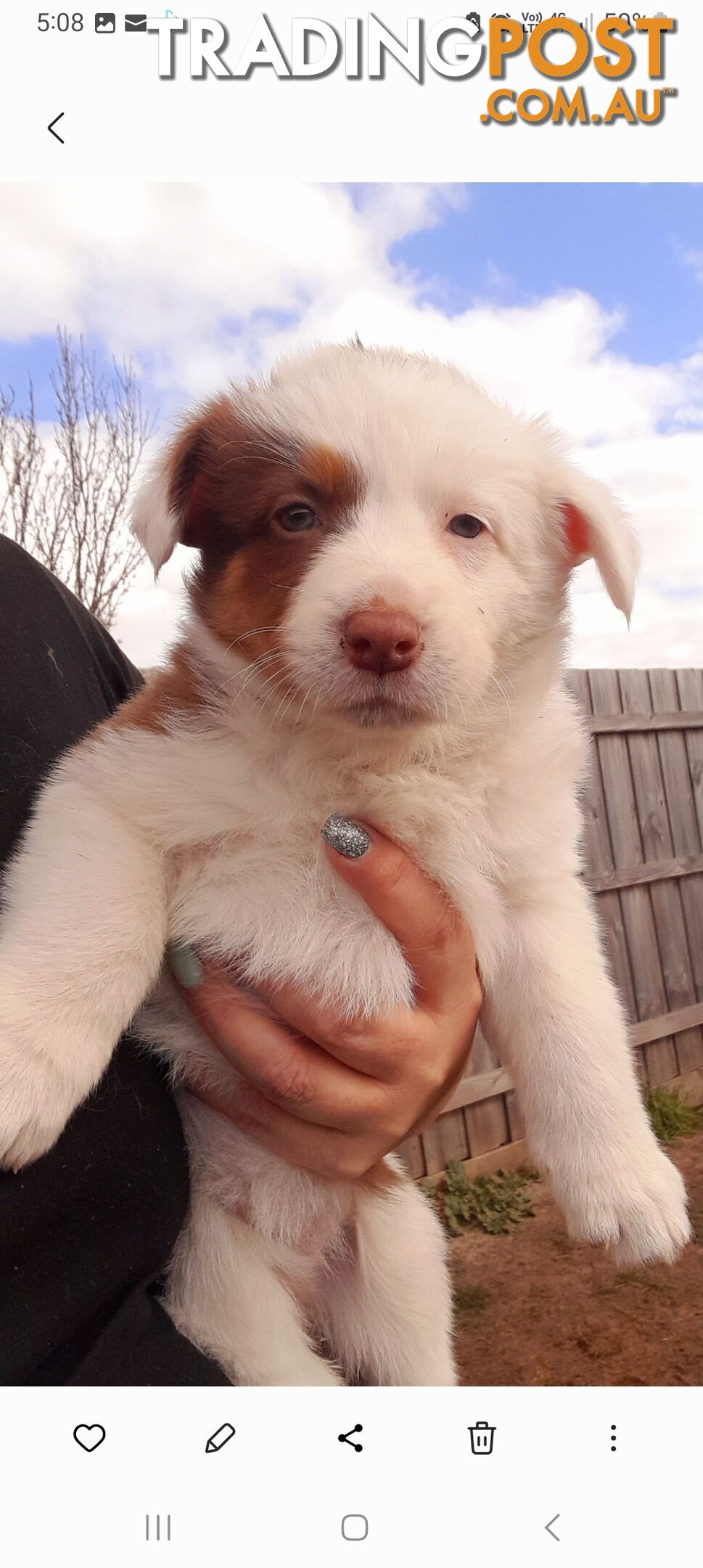 Border Collie Puppies