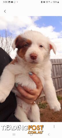 Border Collie Puppies