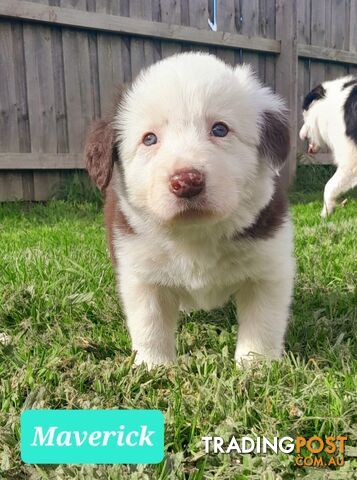 Border Collie Puppies