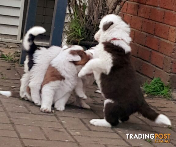 Border Collie Puppies