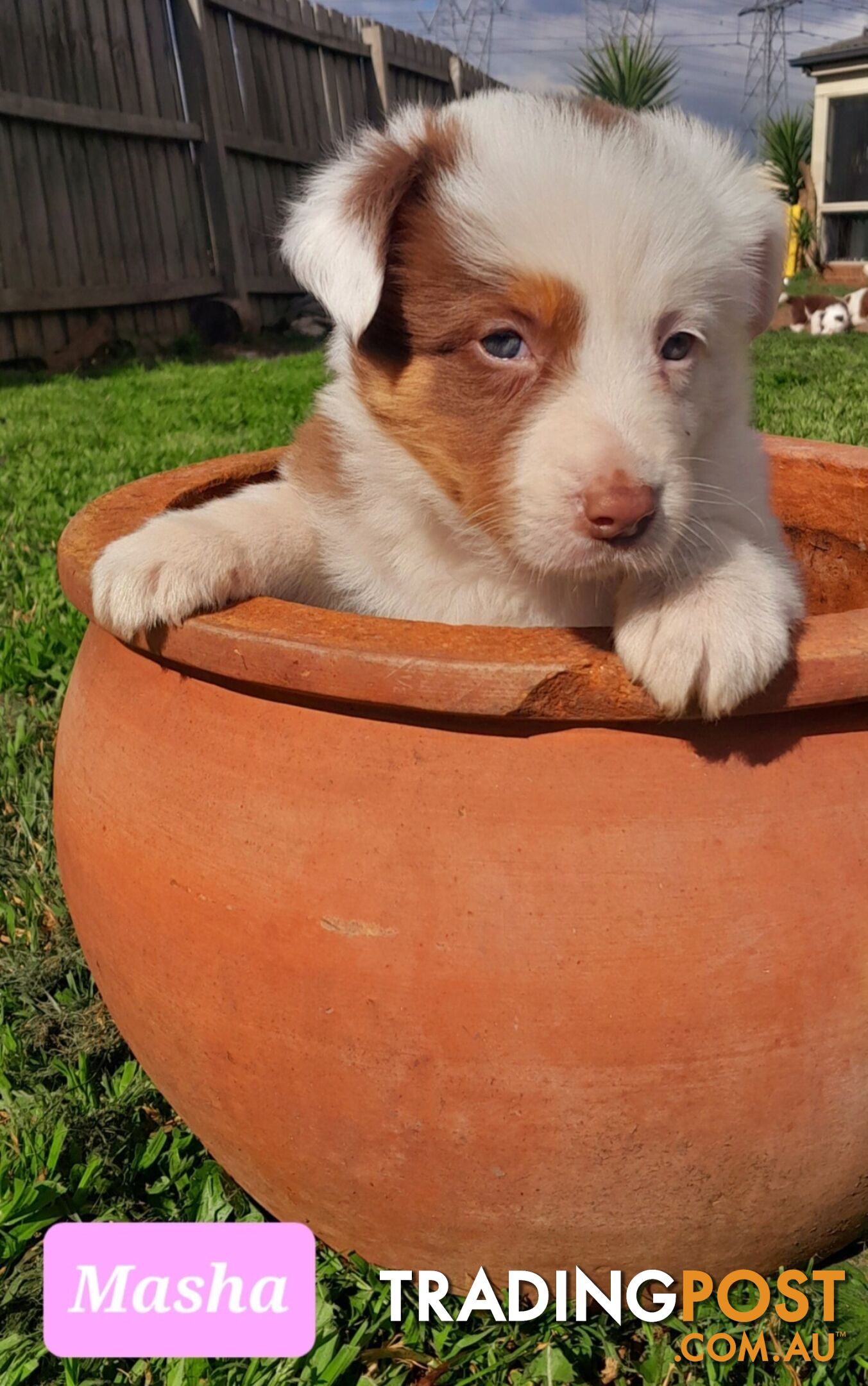 Border Collie Puppies