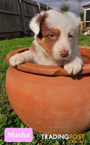 Border Collie Puppies