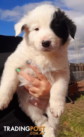 Border Collie Puppies