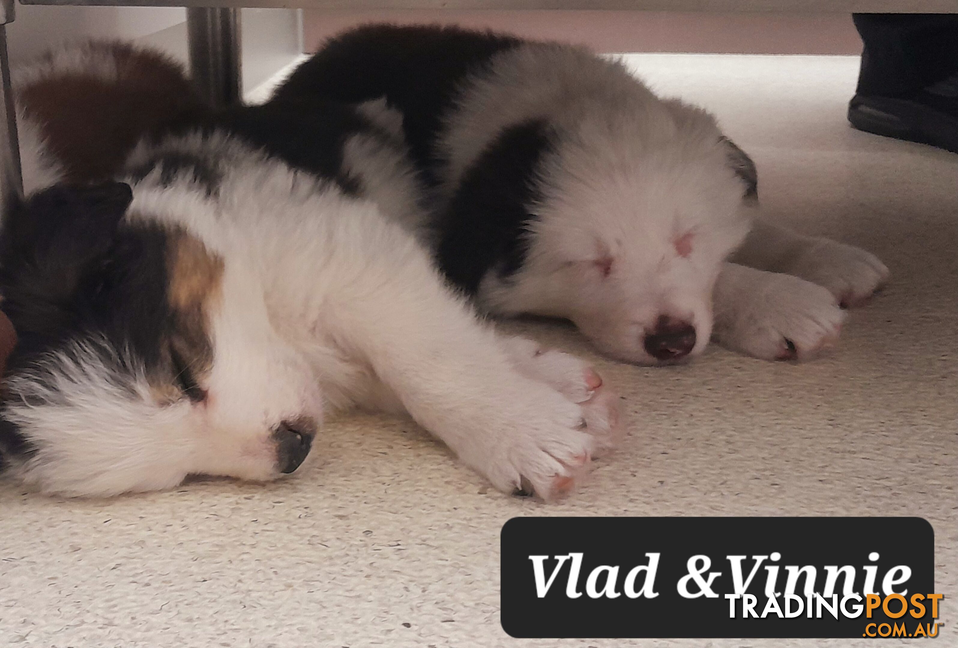 Border Collie Puppies