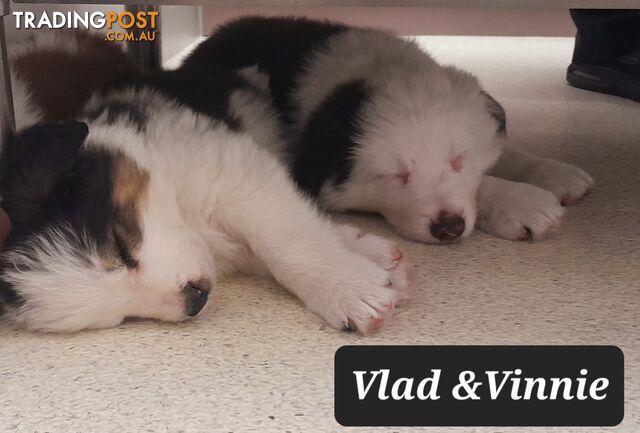 Border Collie Puppies