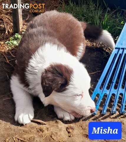 Border Collie Puppies