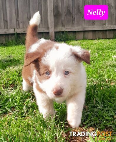 Border Collie Puppies