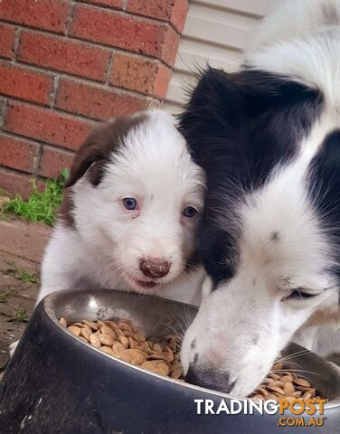 Border Collie Puppies