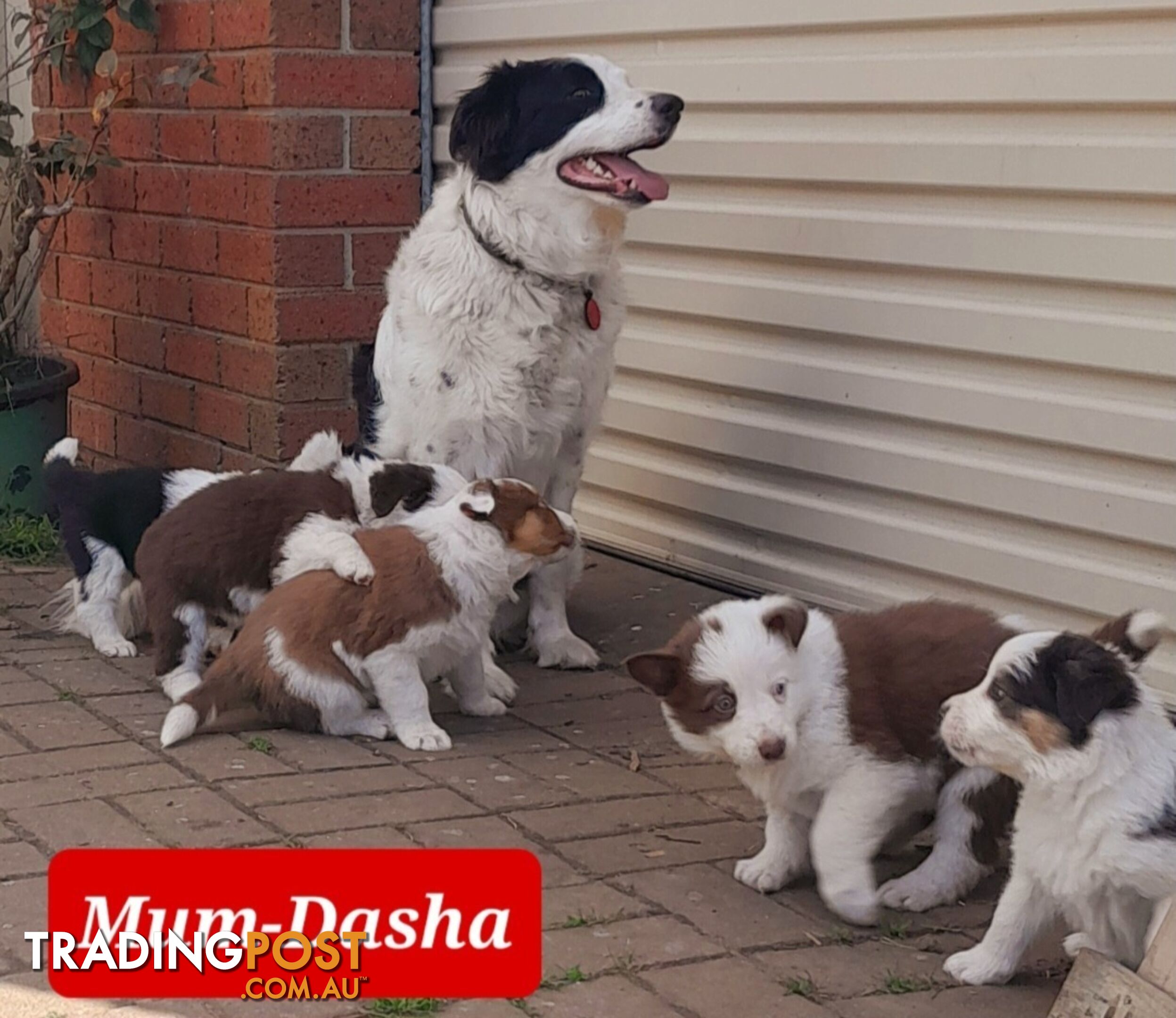 Border Collie Puppies