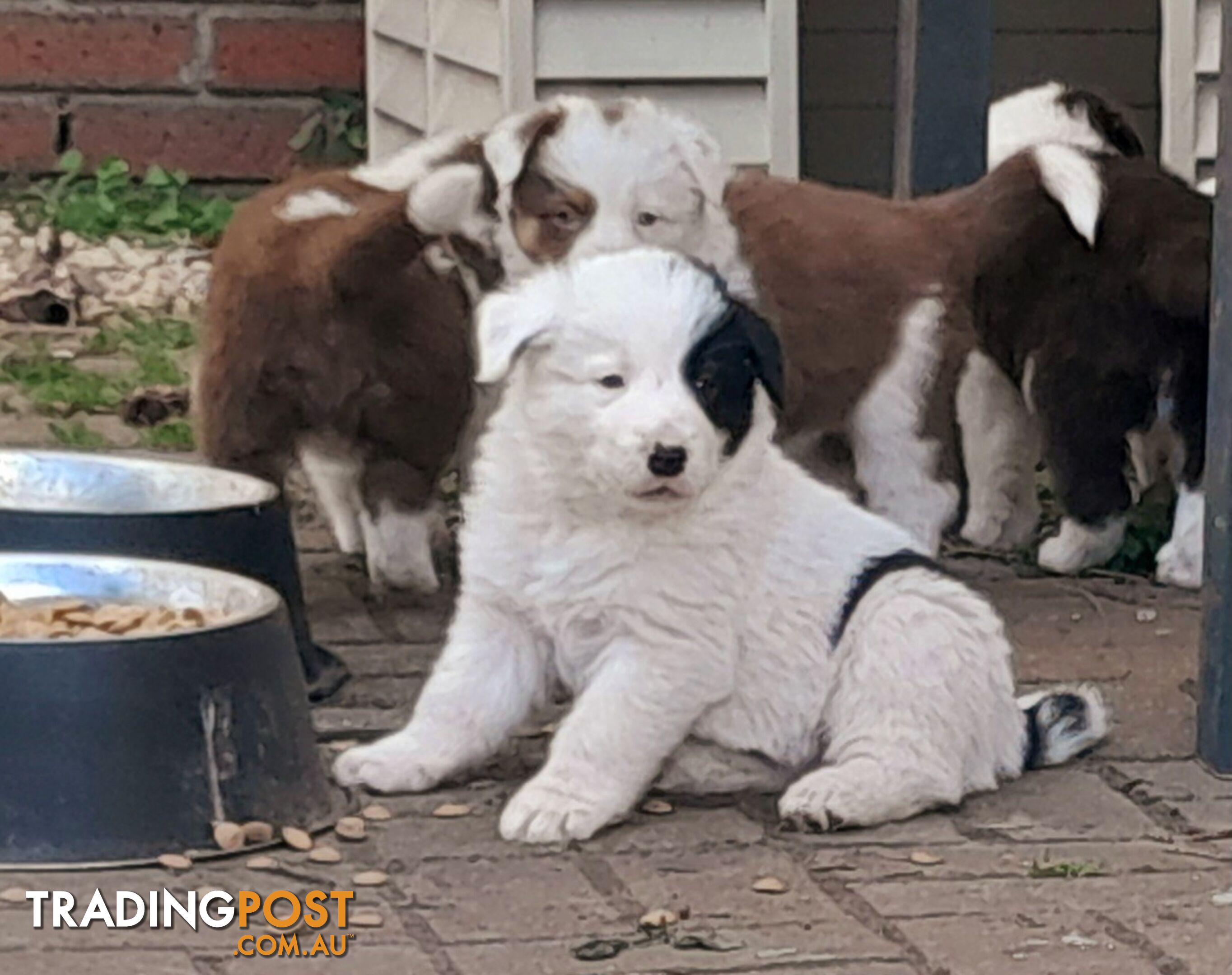 Border Collie Puppies