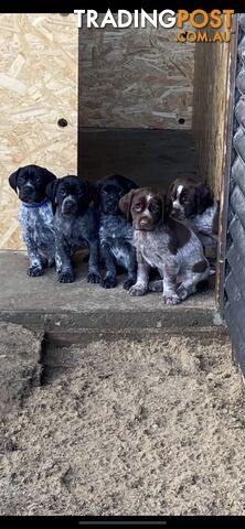German Short Haired Pointer Pups - delivery possible