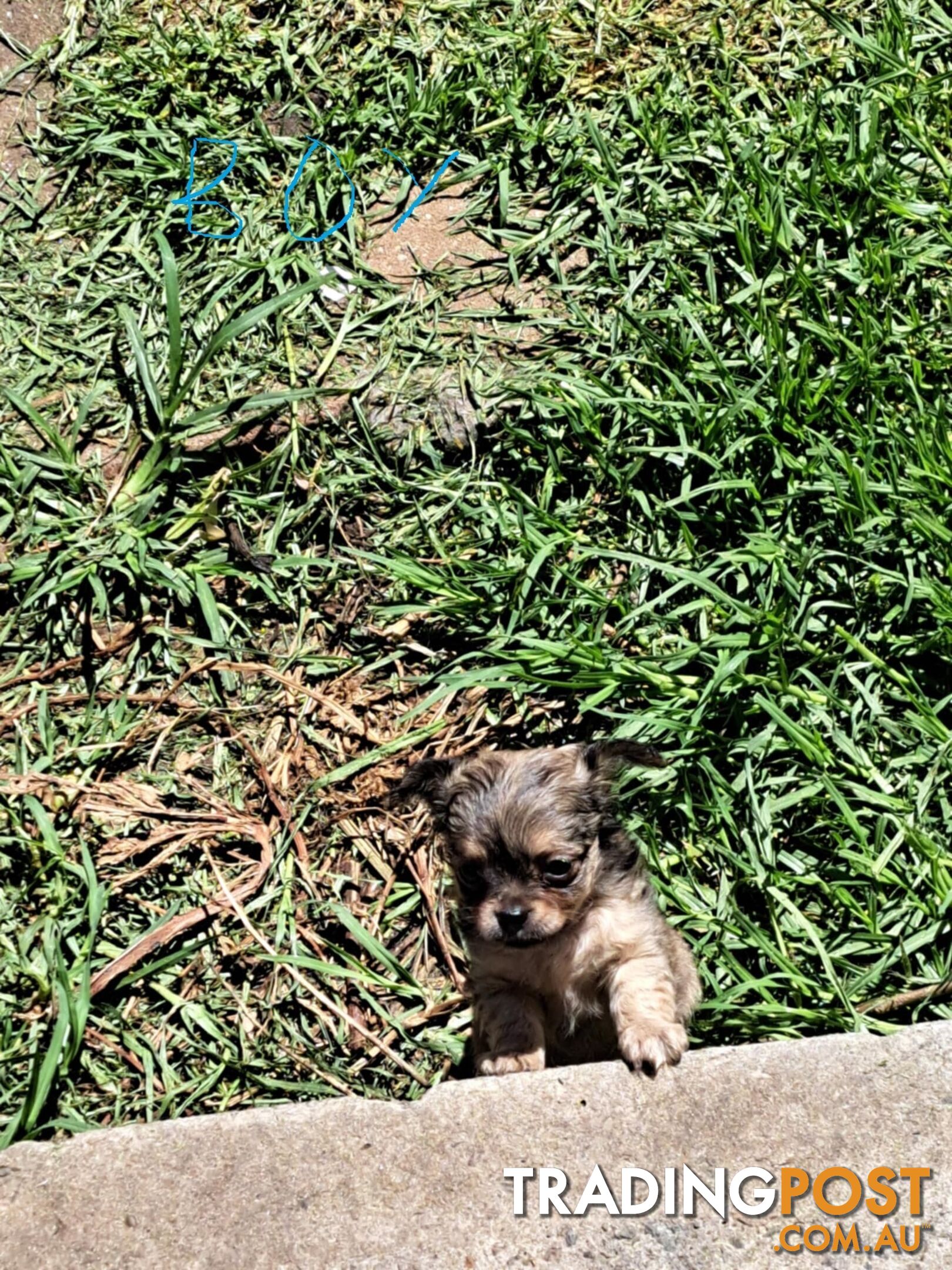 purebreed   chihuahua pups