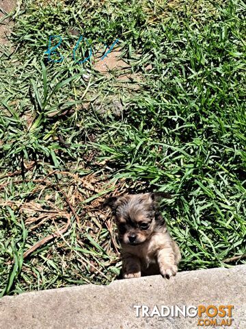 purebreed   chihuahua pups