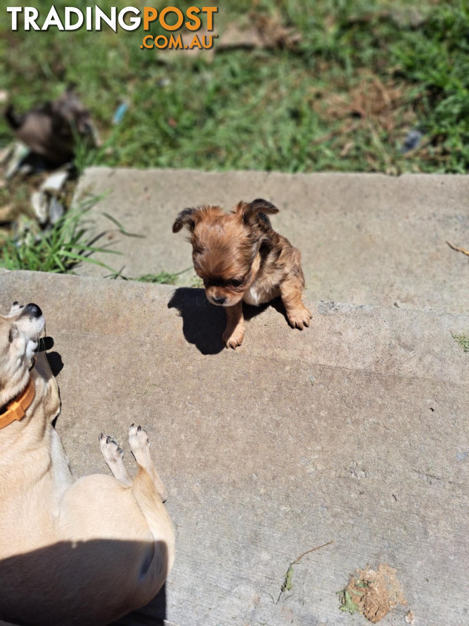 purebreed   chihuahua pups