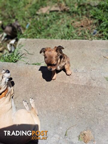 purebreed   chihuahua pups