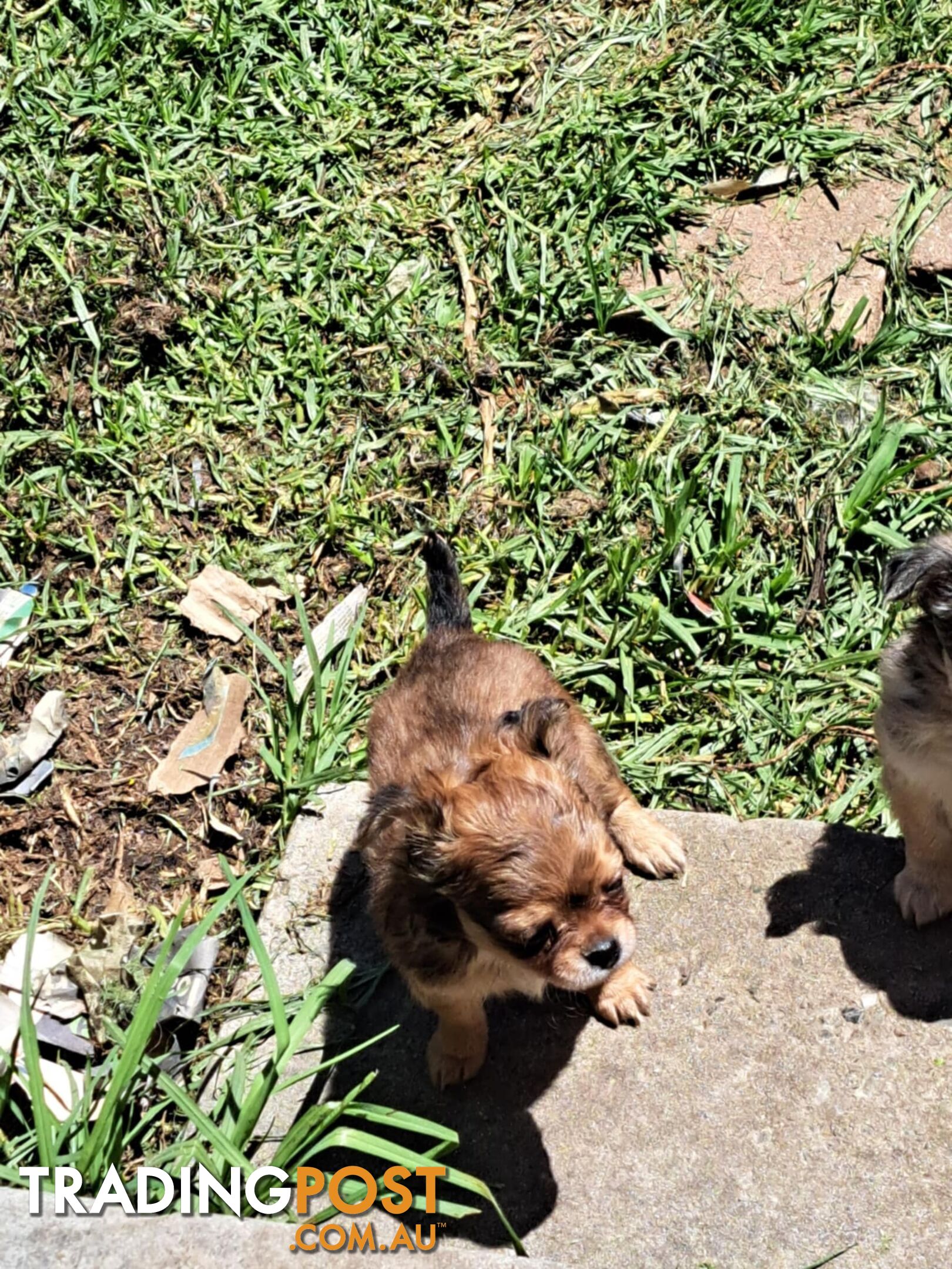 purebreed   chihuahua pups