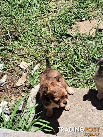 purebreed   chihuahua pups