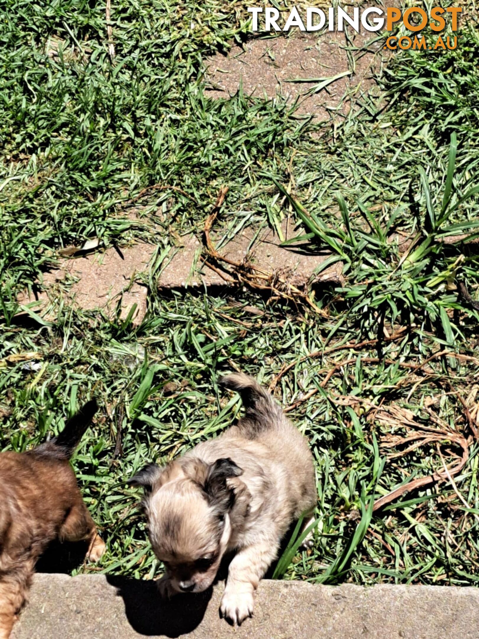 purebreed   chihuahua pups