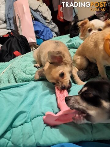 purebreed   chihuahua pups