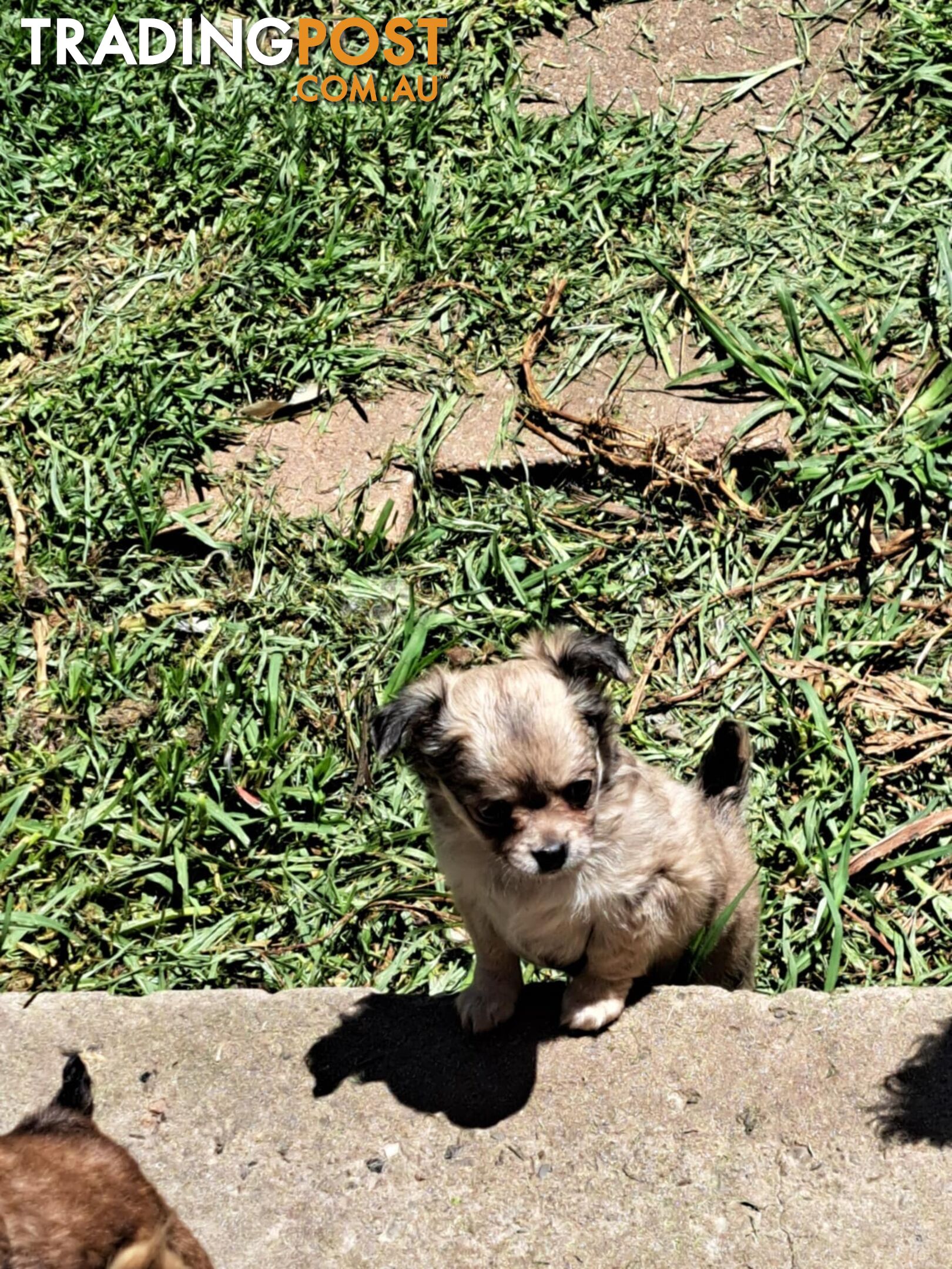 purebreed   chihuahua pups