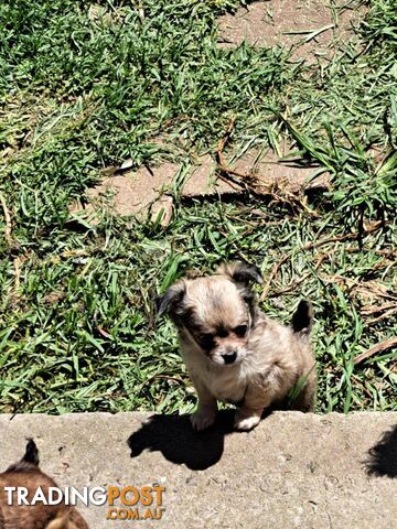 purebreed   chihuahua pups